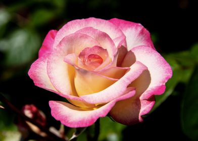 Pink rose in shadow