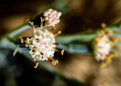 Delicate Kleinia flower