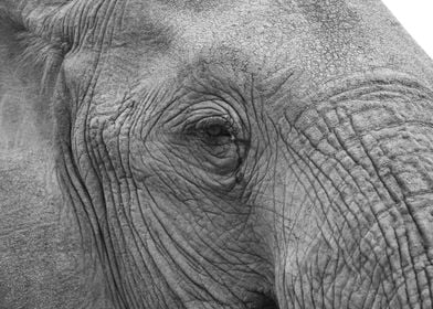 Elephant Face 647