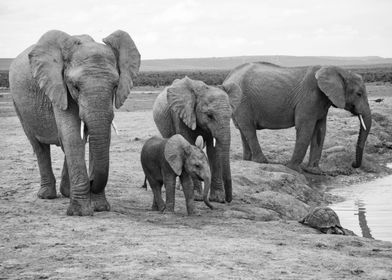 Elephant Family 548