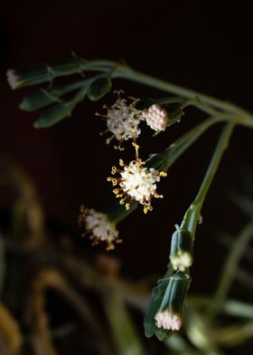 Delicate Kleinia flower