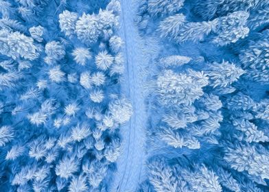 Snowy Forest Road