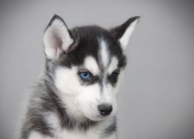 Siberian Husky puppy