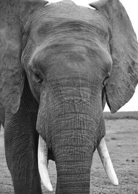 Elephant Portrait 932