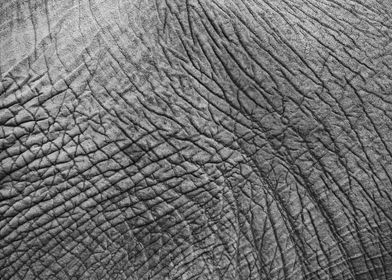 Elephant Skin 657