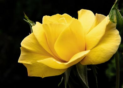 Yellow rose in shadow