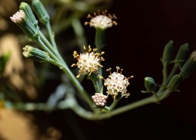 Delicate Kleinia flower