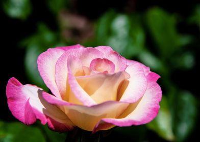 Pink rose in shadow