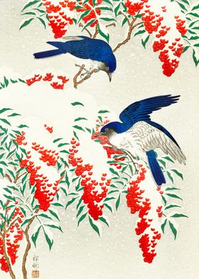 Blue birds on berry bush