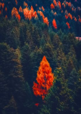 Forest in the Fall