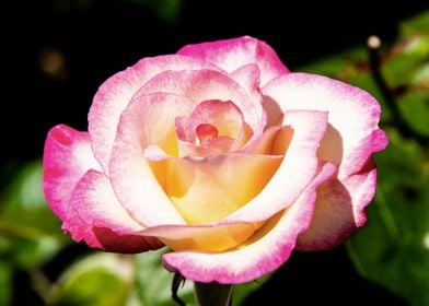 Pink rose in shadow