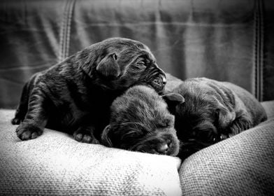 Labrador retriever puppies