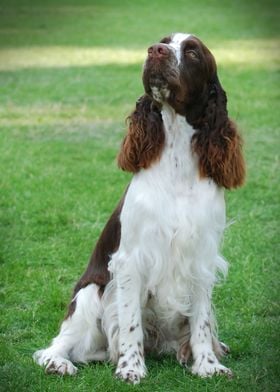 English Springer Spaniel