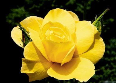 Yellow rose in shadow