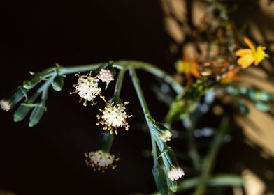 Delicate Kleinia flower