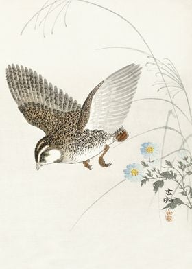 Quail mid flight woodblock