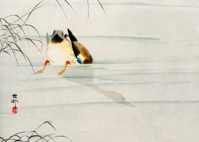 Diving Mallard duck print 