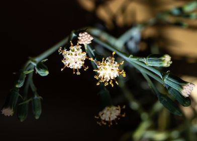 Delicate Kleinia flower