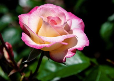 Pink rose in shadow