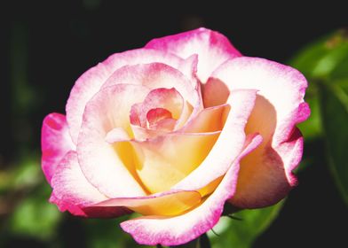 Pink rose in shadow