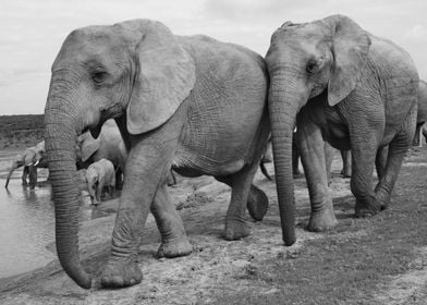 Elephants 497