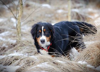 Berner