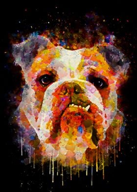 bulldog colorful