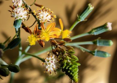 Delicate Kleinia flower