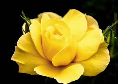 Yellow rose in shadow