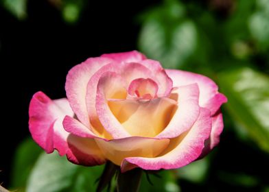 Pink rose in shadow