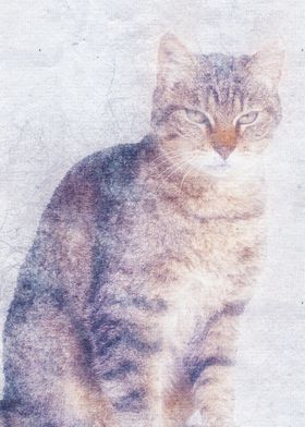 Cat 28