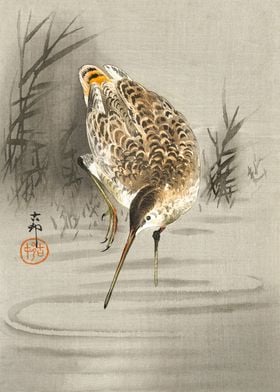 Snipe in swamp water print