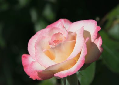 Pink rose in shadow