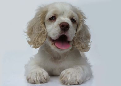 Cocker Spaniel Portrait