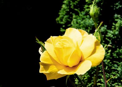 Yellow rose in shadow