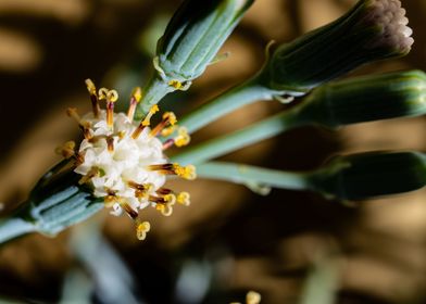 Delicate Kleinia flower