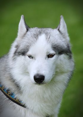 Siberian Husky