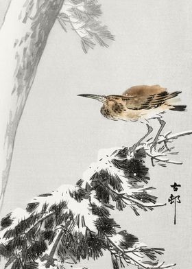 Bird on snowy pine tree 