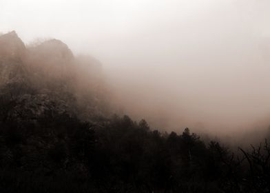 Dark foggy winter forest