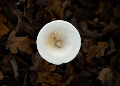 Lonesome shroom