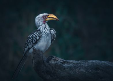 Hornbill