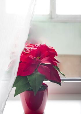 Poinsettia on window