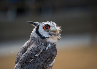 Little Owl