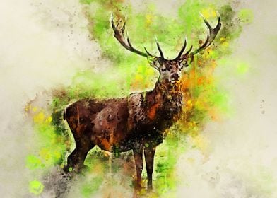 Highland Deer