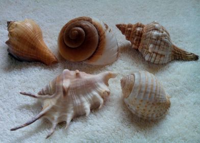 Seashell Quintet