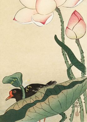 Moorhen and lotus flower 