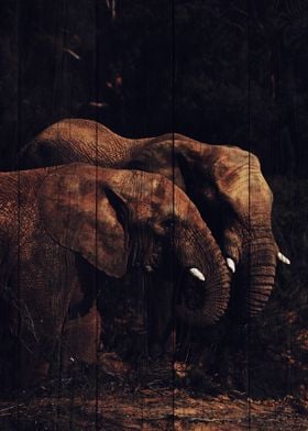 Elephant Art