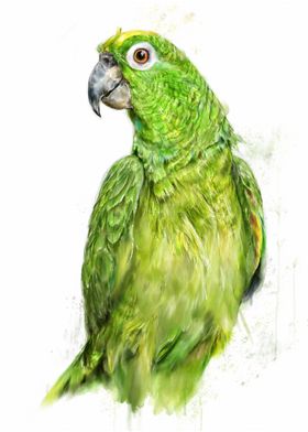 Green parrot