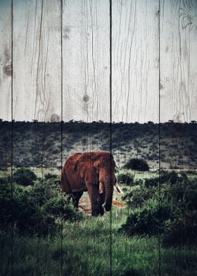 Elephant Art