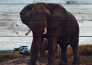 Elephant Art